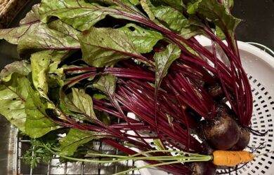 Freshly harvested Red Baron beets with leafy greens and one small carrot.