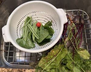 Fresh vegetables gathered from a backyard garden before washing and preparing a meal.