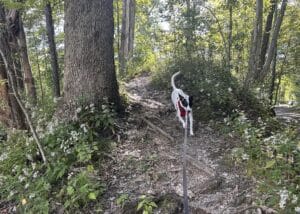 Jolee walking down a wooded path lined with blooming white wood asters