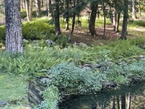 Hay-scented ferns growing beneath trees along Mary Stone’s pond