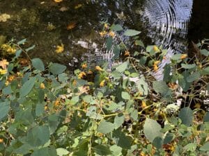 Orange jewelweed blooming beside the water