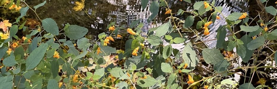 Orange jewelweed blooming beside the water