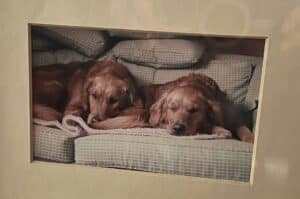 Golden retriever littermates Sara and Sadie resting together on a sofa.