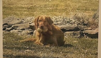 Golden retriever Sara holding two tennis balls in her mouth