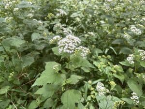 White snakeroot with clusters of fuzzy white flowers and green leaves