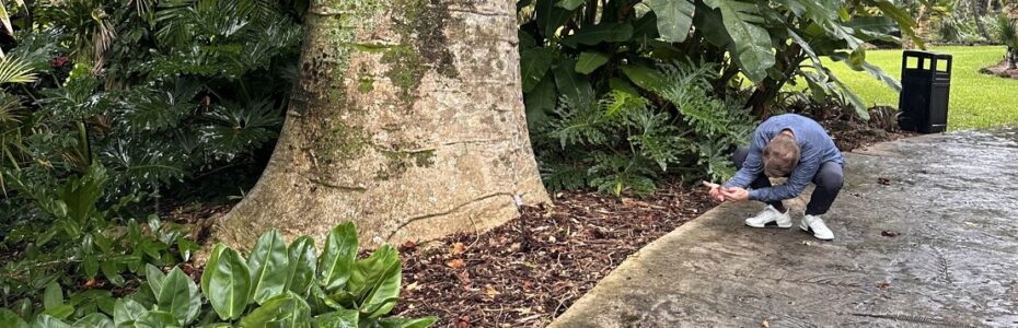 Towering baobab tree with a massive pale trunk surrounded by lush tropical foliage at Fairchild Tropical Botanic Garden near Miami, Florida.