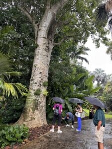 Mary Stone's family admiring a towering tree during a rainy visit to Fairchild Tropical Botanic Garden in Miami.