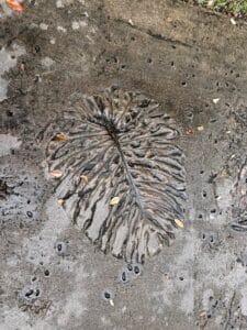 Large detailed tropical leaf impression embedded in a concrete garden walkway.