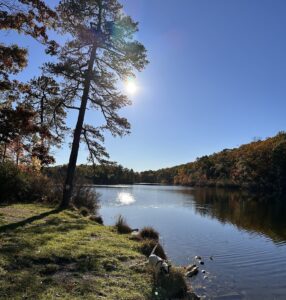 Tall pine overlooking sunlit Catfish Pond at Mohican Outdoor Center, with Jolee exploring the shoreline.
