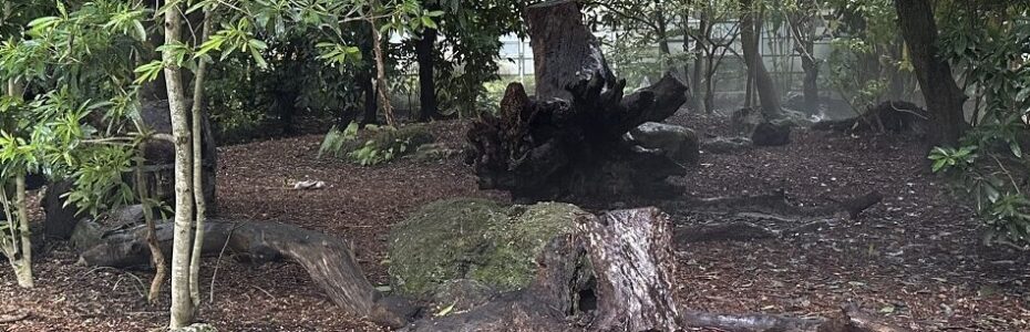 Fallen tree trunks, stumps, and boulders create a natural play area beneath tropical trees at Fairchild Tropical Botanic Garden.