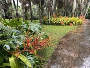 : Orange-red tropical flowers and lush green foliage beside a rain-soaked garden path at Fairchild.