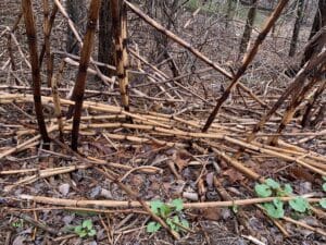 Hollow, bamboo-like stems of Japanese knotweed in winter