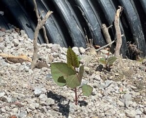 Young Japanese knotweed shoot emerging from disturbed ground