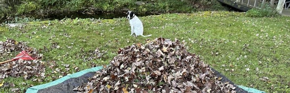 Jolee sitting behind a large pile of fallen leaves gathered on a tarp in the backyard.