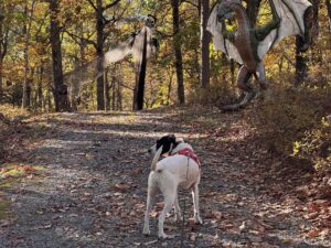 Rescue dog Jolee stands on an autumn woodland trail facing a hanging ghost and a large green dragon at Mohican Outdoor Center in Blairstown, NJ.