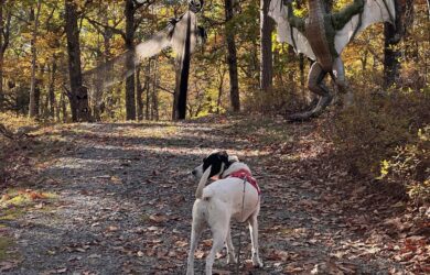 Rescue dog Jolee stands on an autumn woodland trail facing a hanging ghost and a large green dragon at Mohican Outdoor Center in Blairstown, NJ.