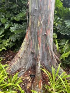 Close-up of rainbow eucalyptus bark with streaks of green, gray, orange, pink, and yellow.