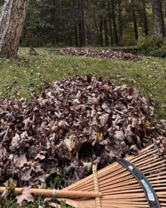 Piles of fallen sugar maple leaves on a lawn beside a leaf rake before the start of fall.