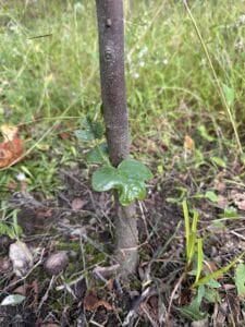 Tiny green leaves emerging near the base of a young transplanted tuliptree.